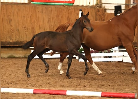 Trakehner, Stallone, Puledri (05/2026), Baio