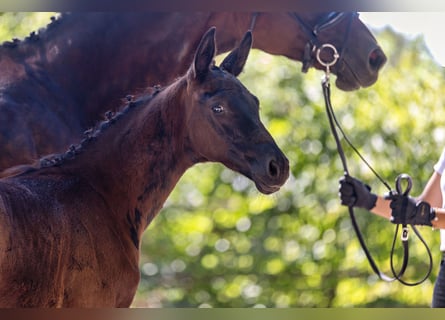 Trakehner, Stallone, Puledri (06/2026), Baio nero