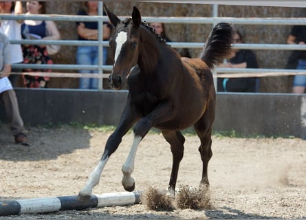 Trakehner, Stallone, Puledri (03/2026), Baio scuro