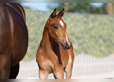 Trakehner, Stallone, Puledri (06/2026), Baio scuro