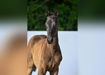 Trakehner, Stallone, Puledri (03/2026), Morello