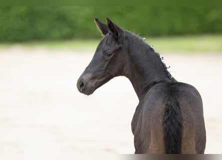 Trakehner, Stallone, Puledri (05/2026), Morello