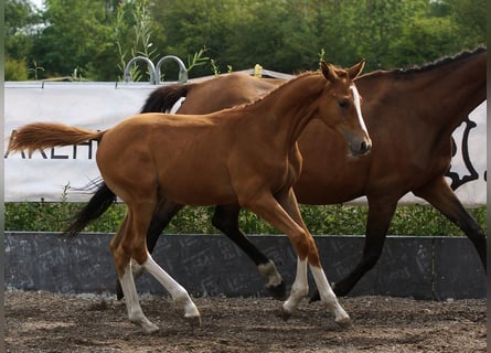 Trakehner, Stallone, Puledri (03/2026), Sauro