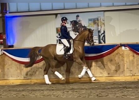Trakehner, Stallone, 5 Anni, 167 cm, Sauro