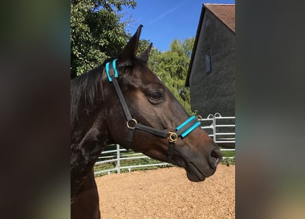 Trakehner, Stute, 10 Jahre, 160 cm, Dunkelbrauner