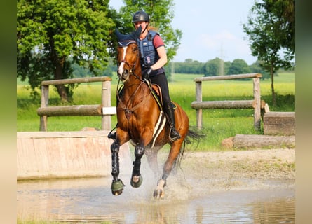 Trakehner, Stute, 10 Jahre, 180 cm, Brauner