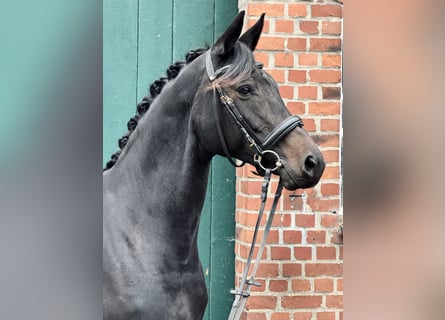 Trakehner, Stute, 11 Jahre, 160 cm, Dunkelbrauner