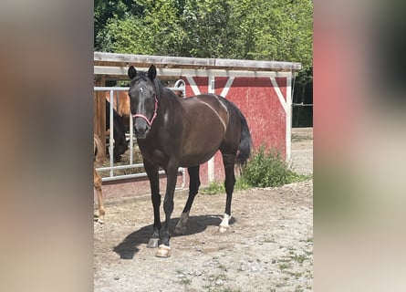 Trakehner, Stute, 14 Jahre, 166 cm, Schwarzbrauner