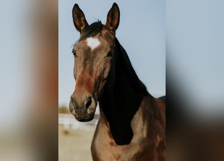 Trakehner, Stute, 15 Jahre, 171 cm, Brauner