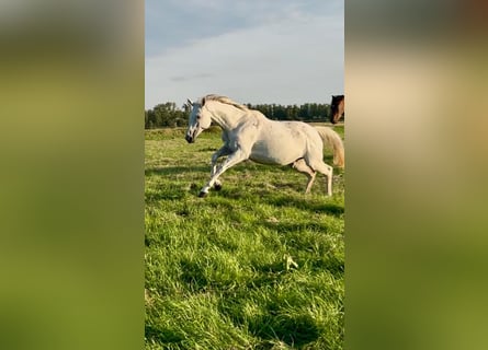 Trakehner, Stute, 16 Jahre, 166 cm, Schimmel