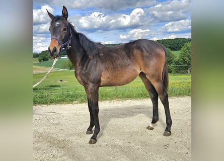 Trakehner, Stute, 1 Jahr, 166 cm, Dunkelbrauner