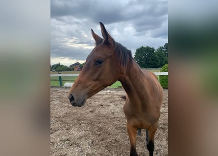 Trakehner, Stute, 1 Jahr, 168 cm
