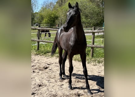 Trakehner, Stute, 1 Jahr, 168 cm, Rappe