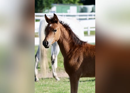 Trakehner, Stute, 1 Jahr, Brauner