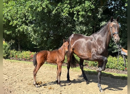 Trakehner, Stute, 1 Jahr, Brauner