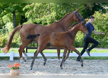 Trakehner, Stute, 1 Jahr, Brauner