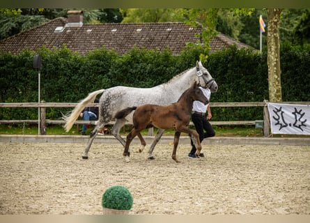 Trakehner, Stute, 1 Jahr, Brauner