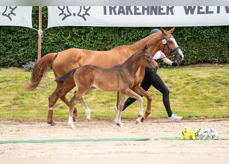 Trakehner, Stute, 1 Jahr, Dunkelbrauner