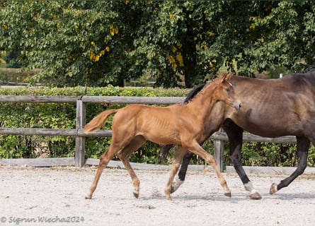 Trakehner, Stute, 1 Jahr, Dunkelfuchs