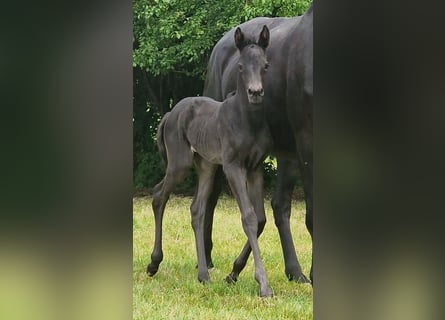 Trakehner, Stute, 1 Jahr, Rappe