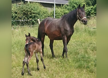 Trakehner Mix, Stute, 20 Jahre, 163 cm, Dunkelbrauner
