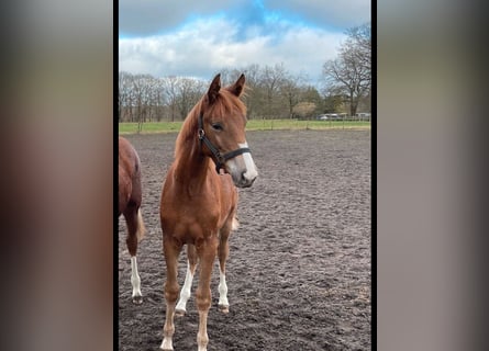 Trakehner, Stute, 2 Jahre, 162 cm, Fuchs