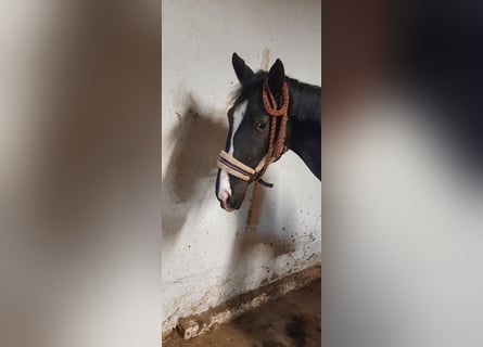 Trakehner, Stute, 2 Jahre, 162 cm, Schwarzbrauner