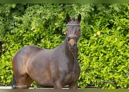 Trakehner, Stute, 2 Jahre, 163 cm, Dunkelbrauner