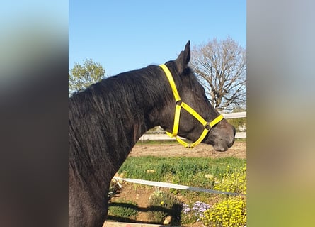 Trakehner, Stute, 2 Jahre, 170 cm, Rappschimmel