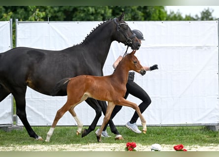 Trakehner, Stute, 2 Jahre, Brauner