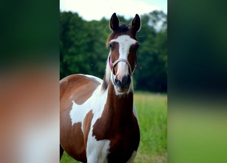 Trakehner, Stute, 2 Jahre, Schecke