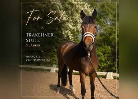 Trakehner, Stute, 3 Jahre, 160 cm, Brauner
