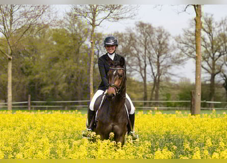 Trakehner, Stute, 3 Jahre, 160 cm, Dunkelbrauner