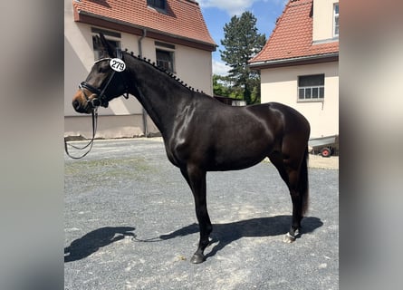 Trakehner, Stute, 3 Jahre, 162 cm, Dunkelbrauner