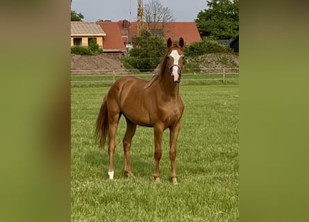 Trakehner, Stute, 3 Jahre, 162 cm, Fuchs