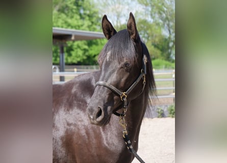 Trakehner, Stute, 3 Jahre, 162 cm, Rappe
