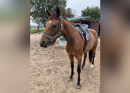 Trakehner, Stute, 3 Jahre, 163 cm, Brauner