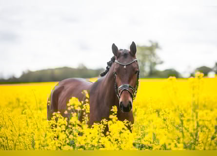 Trakehner, Stute, 3 Jahre, 164 cm, Brauner