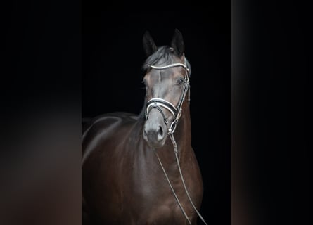 Trakehner, Stute, 3 Jahre, 165 cm, Dunkelbrauner