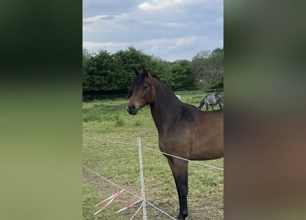Trakehner, Stute, 3 Jahre, 166 cm, Brauner