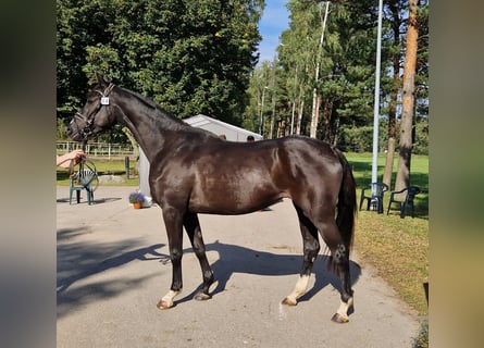 Trakehner, Stute, 3 Jahre, 166 cm, Rappe