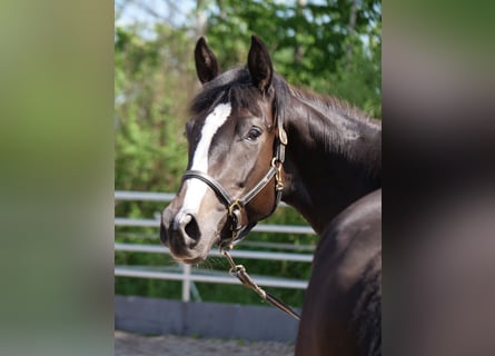 Trakehner, Stute, 3 Jahre, 166 cm, Schwarzbrauner