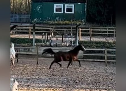 Trakehner, Stute, 3 Jahre, 167 cm, Brauner