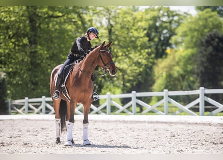 Trakehner, Stute, 3 Jahre, 168 cm, Brauner