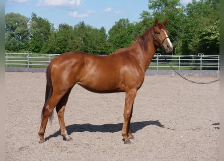 Trakehner, Stute, 3 Jahre, 168 cm, Fuchs