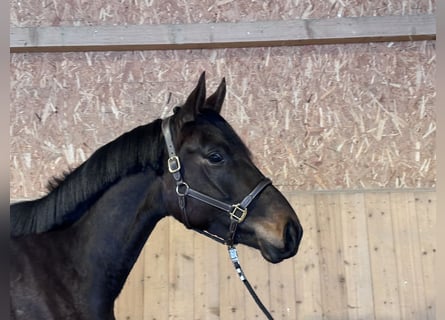 Trakehner, Stute, 3 Jahre, 170 cm, Dunkelbrauner