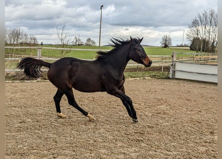 Trakehner, Stute, 3 Jahre, 170 cm, Dunkelbrauner