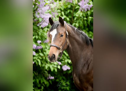 Trakehner, Stute, 3 Jahre, 170 cm, Dunkelbrauner