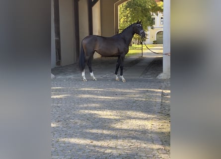 Trakehner, Stute, 3 Jahre, 170 cm, Dunkelbrauner