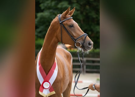 Trakehner, Stute, 3 Jahre, 171 cm, Fuchs